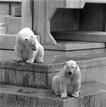 Allwetterzoo: Eisbären im Freigehege