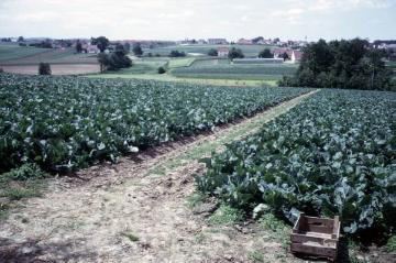 Gemüsefelder bei Jöllenbeck