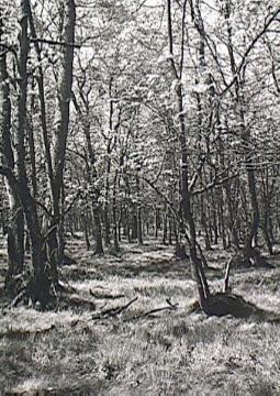 Bruchwald in einem Naturschutzgebiet am Stimstamm (vermutlich NSG Hamorsbruch)