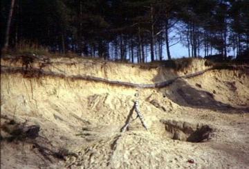 Rand einer Sandgrube: Geologisches Profil unter Nadelwald bei Einen