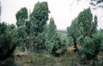 Wacholderbüsche in der Heide bei Stukenbrock