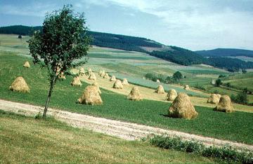 Wiesenlandschaft mit Heugaben bei Bruchhausen