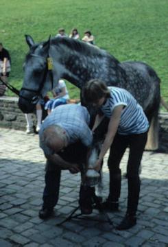 LWL-Freilichtmuseum Hagen, Museumsaktion: Hufschmied und Mädchen beim Beschlagen eines Pferdes