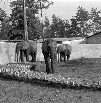 Elefantengehege im Safari-Tierpark in Stukenbrock