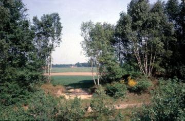 Wallhecke mit Birkenbewuchs am Rande des Naturschutzgebietes Hüttruper Heide (Greven, Nähe Flughafen Münster/Osnabrück)