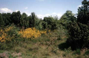 Wacholder und blühender Ginster: Naturschutzgebiet Hüttruper Heide (Greven, Nähe Flughafen Münster/Osnabrück)