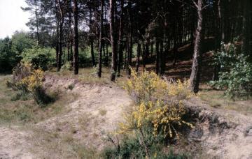 Waldrand mit blühendem Ginster im Naturschutzgebiet Hüttruper Heide (Greven, Nähe Flughafen Münster/Osnabrück)
