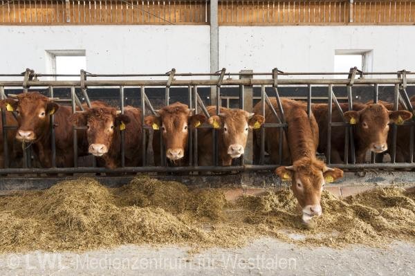 11_3456 Landwirtschaft in Westfalen - Moderne Rinderhaltung im Münsterland