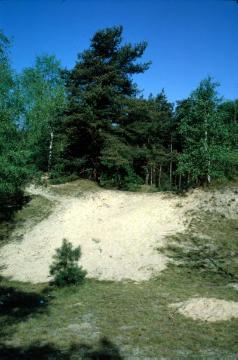 Wentruper Berge: Sanddünenlandschaft am nördlichen Emsbogen bei Greven