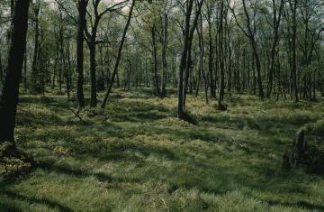 Bruchwald in einem Naturschutzgebiet am Stimstamm (vermutlich NSG Hamorsbruch)