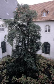 Franziskanerkloster Warendorf, 2003: Zweihundert Jahre alter Buchsbaum im Innenhof des 1652 errichteten Barockbaus
