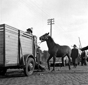 Allerheiligenkirmes: Pferdemarkt, Verladen eines Pferdes auf einen offenen Anhänger