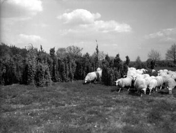Schafe in der Hüttruper Heide um 1940, nordöstlich Stadt Greven (spätere Nahtlage zum Flughafen Münster-Osnabrück)