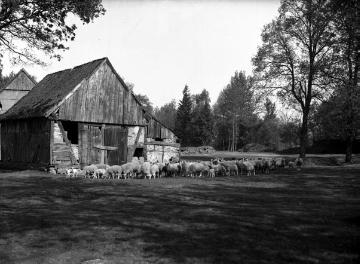 Schafsstall in der Hüttruper Heide um 1940, nordöstlich Stadt Greven