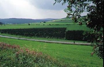 Tannenbaumplantagen bei Winterberg