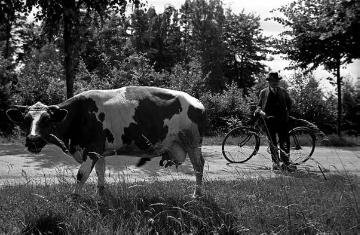 Der alte Bernhard Funke auf der Marbecker Straße beim Kühe hüten