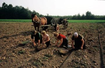 Kartoffelernte in Ostbevern, 1953: Bauernfamilie beim Kartoffelnsammeln