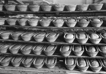 Brotfabrik: Nachgärung: Teiggefüllte Backschüsseln im Gärraum