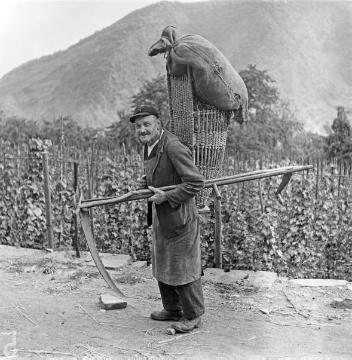Arbeiter oder Winzer mit Werkzeug und Kiepe im Weinberg. Undatiert, 1930er Jahre?