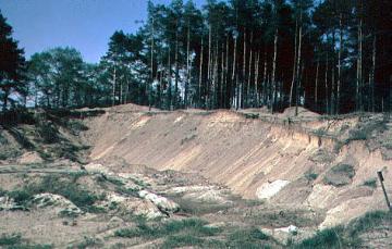 Kiefernwald auf einer Sanddüne nahe der Lippe bei Mantinghausen