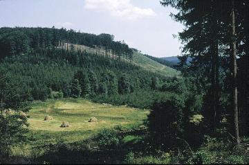 Der Eichwald südlich des Möhnesees