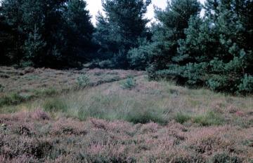 Erikablüte im Naturschutzgebiet Hüttruper Heide (Greven, Nähe Flughafen Münster/Osnabrück)