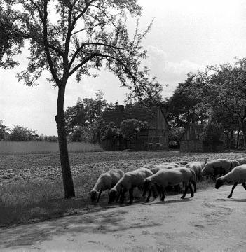 Schafherde auf der Landstraße bei Bokel