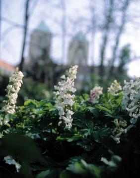 Botanische Besonderheit: Blühender Lerchensporn im Garten des bischöflichen Palais (Domplatz/Perdegasse)