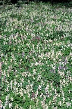 Botanische Besonderheit: Blühender Lerchensporn im Garten des bischöflichen Palais (Domplatz/Perdegasse)