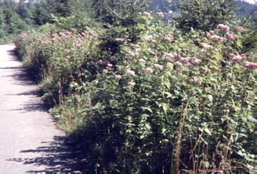 Blühende Hochstauden am Straßenrand auf dem Dahlberg bei Rönkhausen