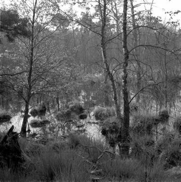 Moorweiher im Naturschutzgebiet Boltenmoor bei Greven-Gimbte,1981