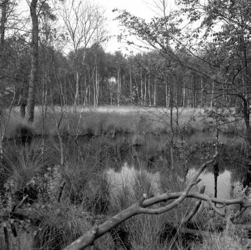 Moorweiher im Naturschutzgebiet Boltenmoor bei Greven-Gimbte,1981