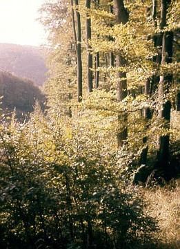 Herbstlich gefärbter Wald bei Berlebeck im Teutoburger Wald