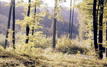 Herbstlich gefärbter Wald unterhalb der Ruine der Falkenburg im Teutoburger Wald bei Berlebeck
