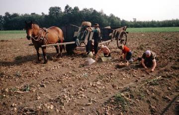 Kartoffelernte in Ostbevern, 1953: Bauernfamilie beim Kartoffelnsammeln