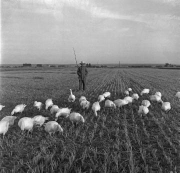 Gänsehüter auf einem frisch gemähten Getreidefeld
