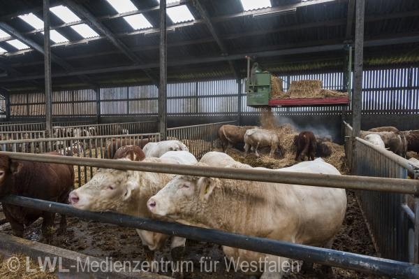 11_3446 Landwirtschaft in Westfalen - Moderne Rinderhaltung im Münsterland