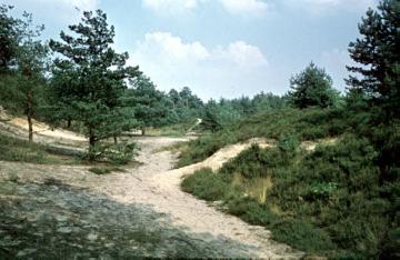 Die Senne: Bewaldete Dünen mit Trockental im Naturschutzgebiet Moosheide nahe der Emsquelle