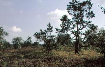 Krüppelkiefern in der Hochheide "Neuer Hagen" bei Niedersfeld (Naturschutzgebiet)