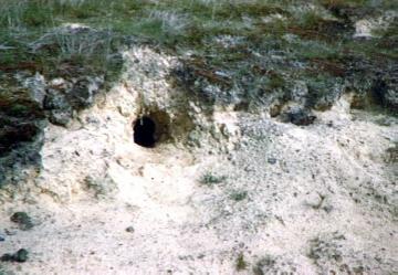 Kaninchenbau in einer Sanddüne