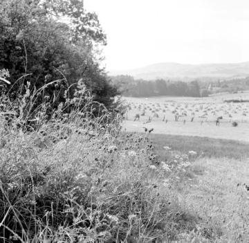 Blick von Hiddesen über abgeerntete Getreidefelder zum Teutoburger Wald