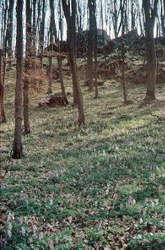 Waldpartie mit Lerchensporn im Naturschutzgebiet Buchenberg (Almequellen)