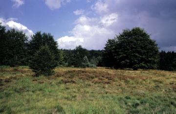 Die Bülheimer Heide auf der Paderborner Hochfläche östlich Lichtenau