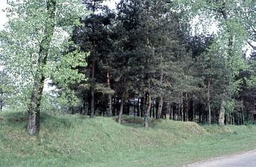 Kieferngehölz mit Birkensaum auf den Sennedünen an der Landstraße nach Haustenbeck