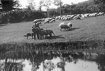 Schäfer mit seiner Herde an einem Fluss (Siegerland)