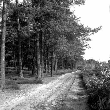Waldweg im Kierfernforst Lintels Brook