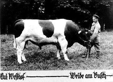 Viehzucht auf Gut Westhof, Versorgungshof des Provinzial-Landarmen- und Arbeitshauses Lippstadt-Benninghausen. Undatiert, um 1928?