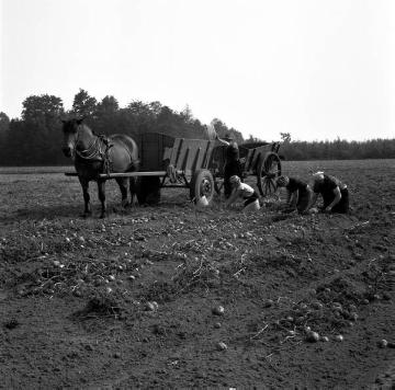 Kartoffelernte: Sammeln und Verladen der Kartoffeln auf ein Pferdefuhrwerk mit doppeltem Wagen