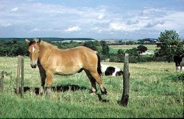 Pferd auf einer Viehweide bei Effeln auf dem Haarstrang