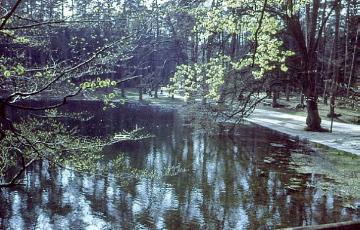 Der Donoper Teich im NSG Donoperteich und Hiddeser Bent im Teutoburger Wald